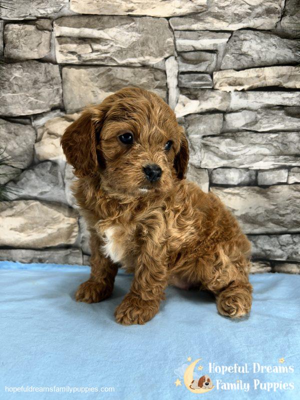 Ms. Muffin the F1 Cavapoo