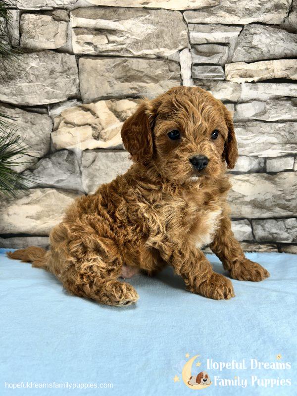 Ms. Muffin the F1 Cavapoo - Image 6