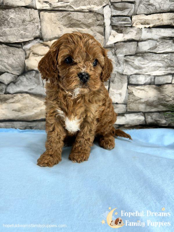 Mr. Mickie the F1 Cavapoo