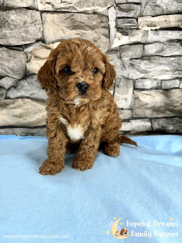 Mr. Mickie the F1 Cavapoo - Image 5