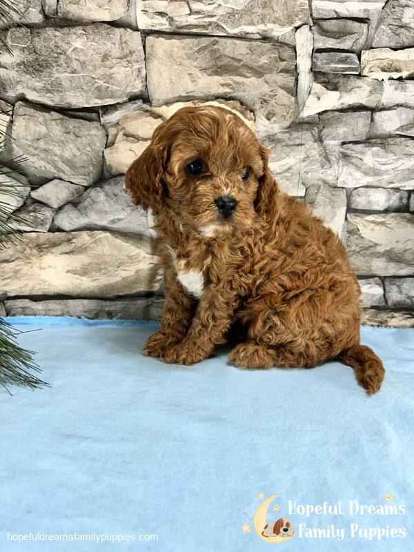 Mr. Mickie the F1 Cavapoo - Image 3