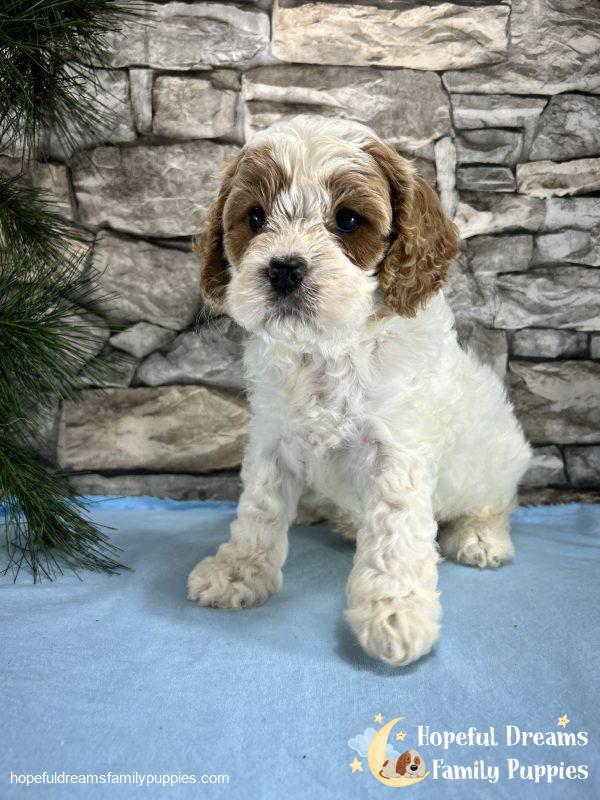 Mr. Murphy the F1 Cavapoo - Image 5