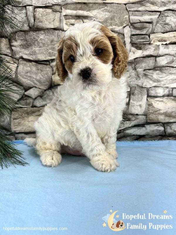 Mr. Murphy the F1 Cavapoo