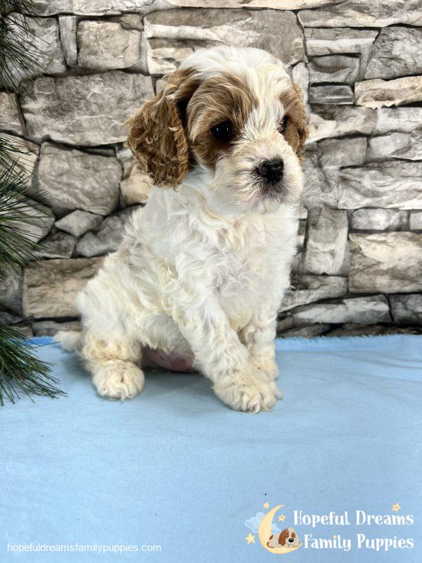 Mr. Murphy the F1 Cavapoo - Image 3