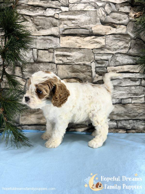 Mr. Murphy the F1 Cavapoo - Image 2