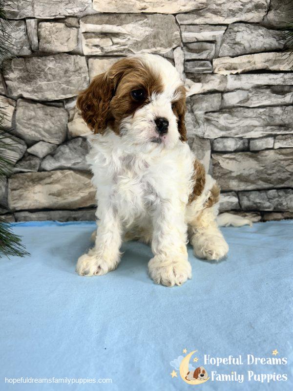 Mr. Max the F1 Cavapoo