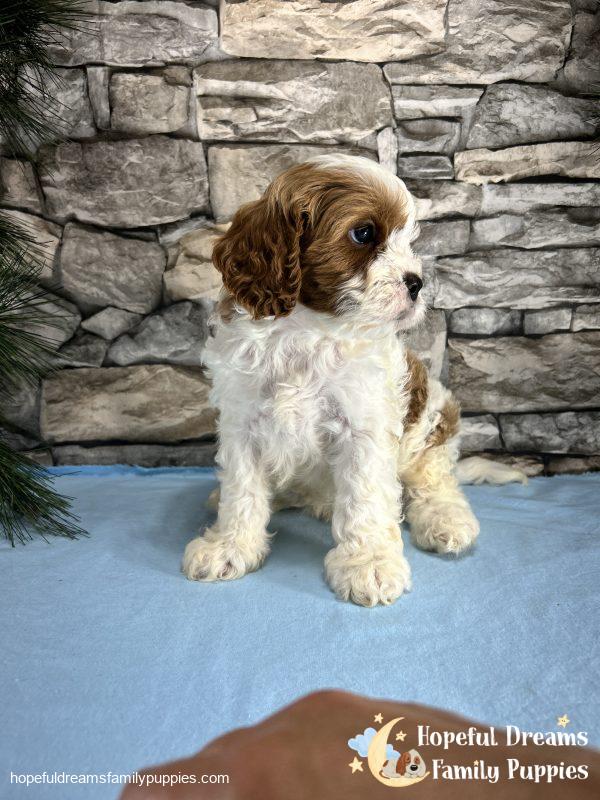 Mr. Max the F1 Cavapoo - Image 3
