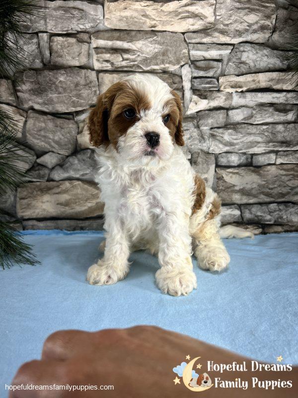 Mr. Max the F1 Cavapoo - Image 4