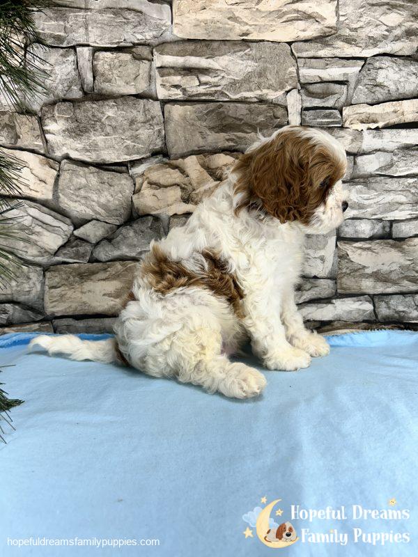 Mr. Max the F1 Cavapoo - Image 5