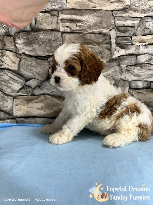Mr. Max the F1 Cavapoo - Image 6