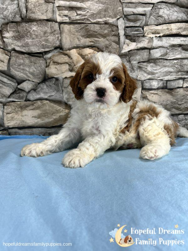 Mr. Max the F1 Cavapoo - Image 7