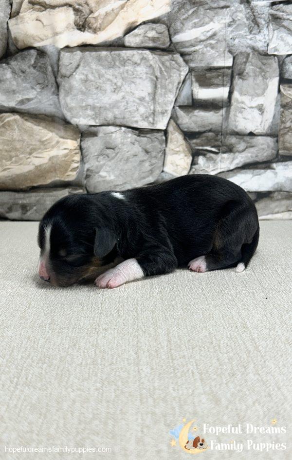 Mr. Flash the Mini-Aussilier - Image 4
