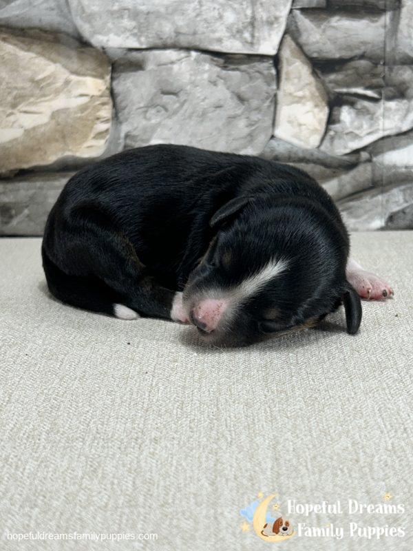 Mr. Flash the Mini-Aussilier