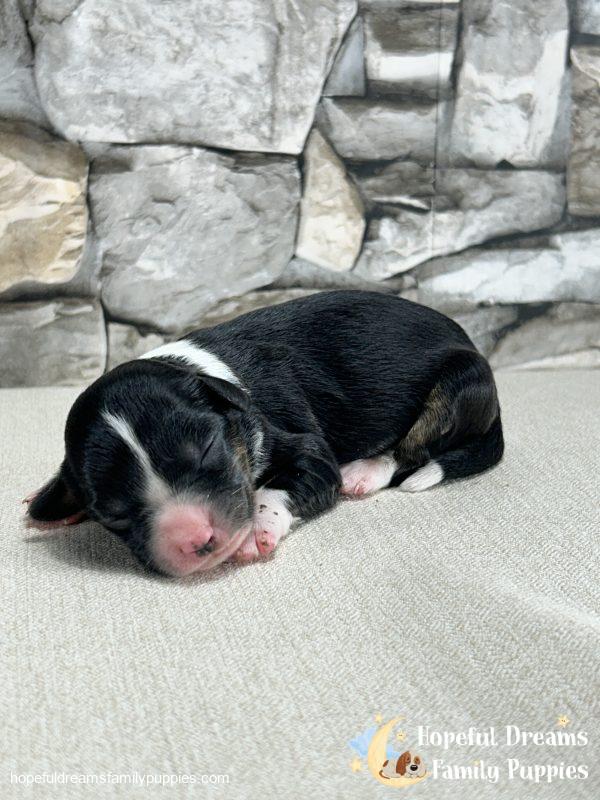 Ms. Floral the Mini-Aussilier