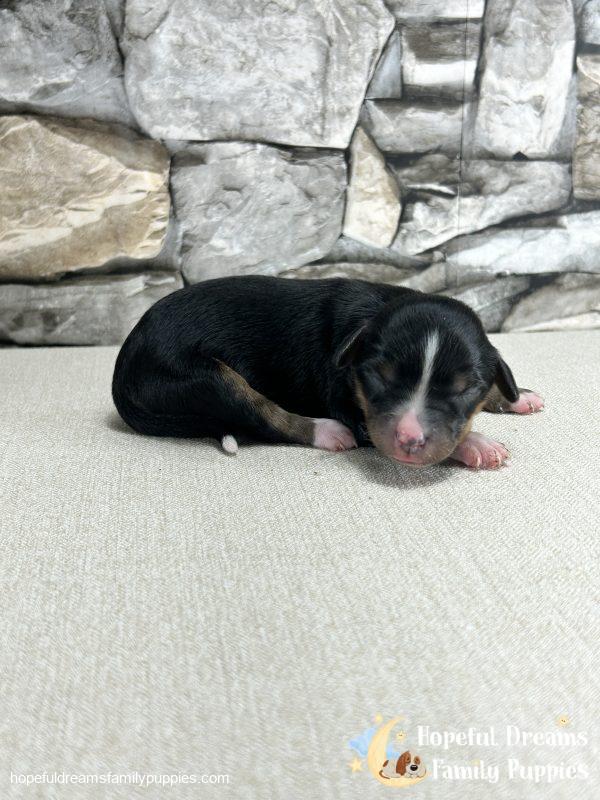 Ms. Fern the Mini-Aussilier
