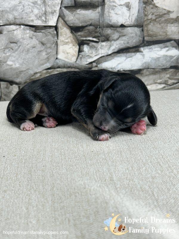 Ms. Feather the Mini-Aussilier