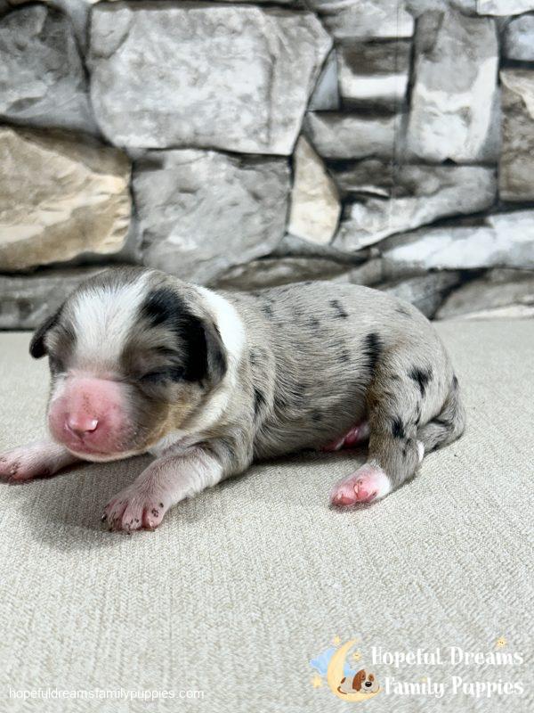 Ms. Flower the Mini-Aussilier