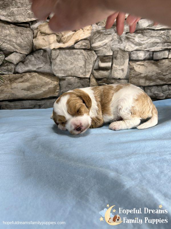 Mr. Inkie the F1 Cavapoo - Image 4
