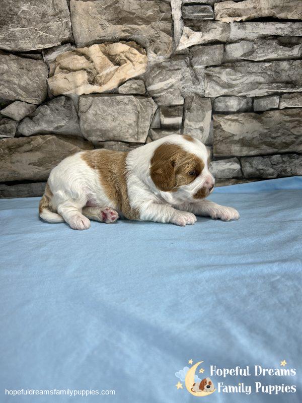 Mr. Inkie the F1 Cavapoo