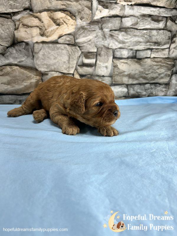 Mr. Indie the F1 Cavapoo - Image 2