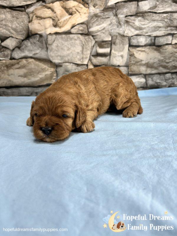 Mr. Indie the F1 Cavapoo - Image 3