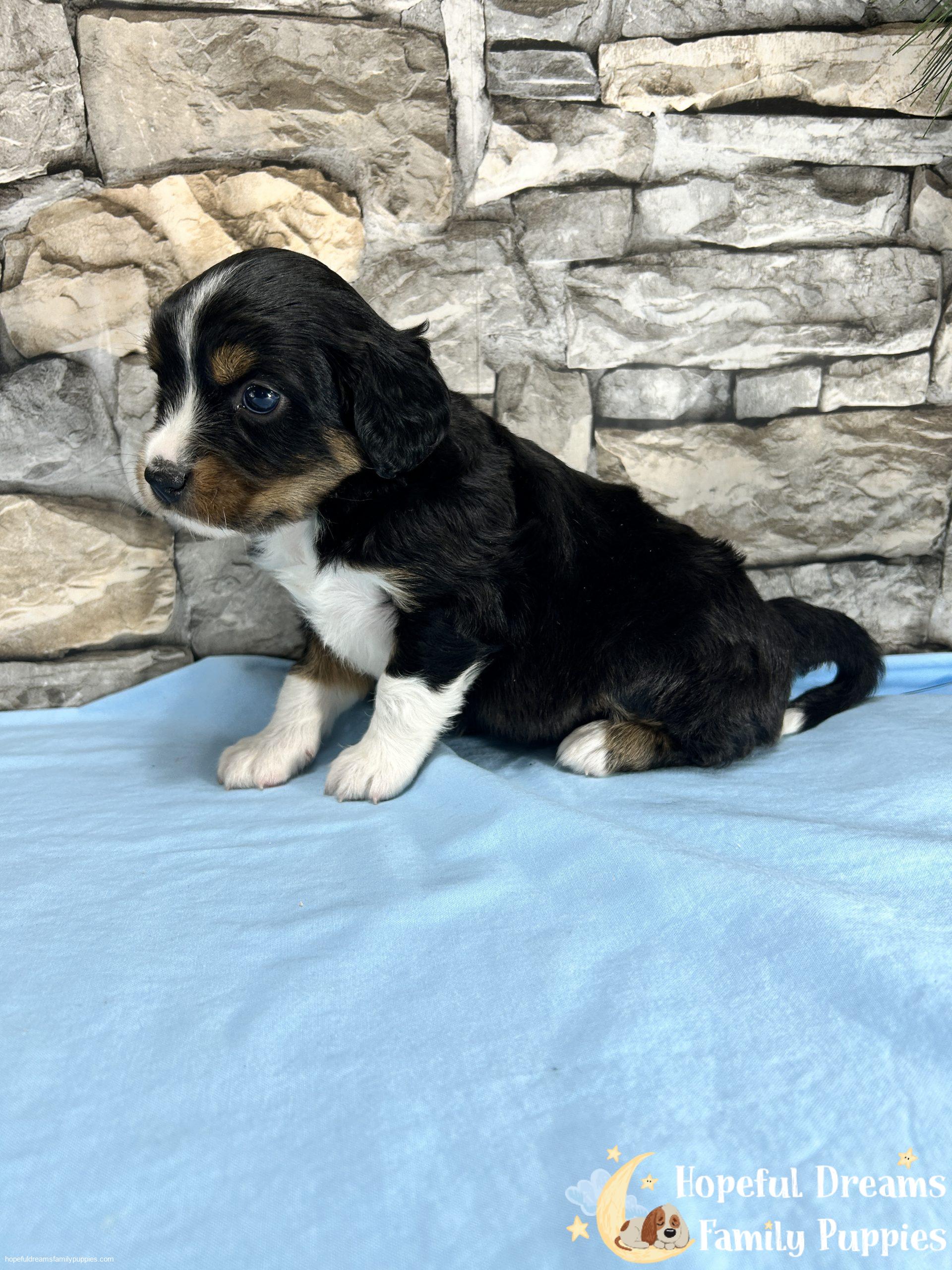 Thundermountainline Potty Training Dogs For Dummies Dog