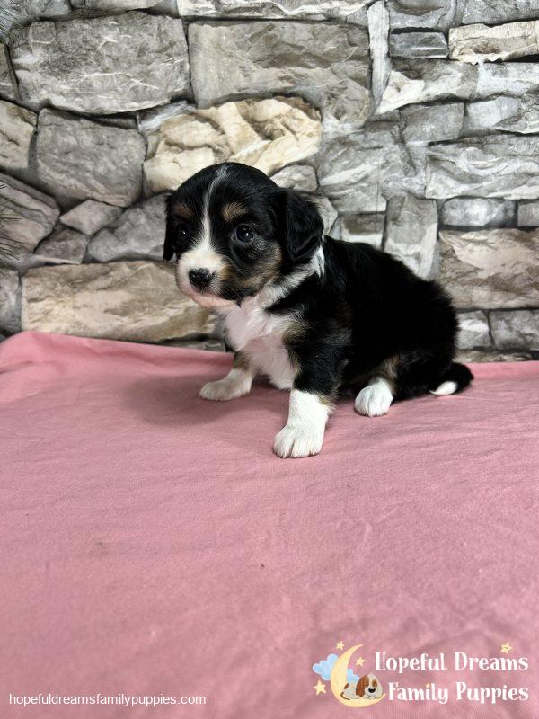 Ms. Floral the Mini-Aussilier