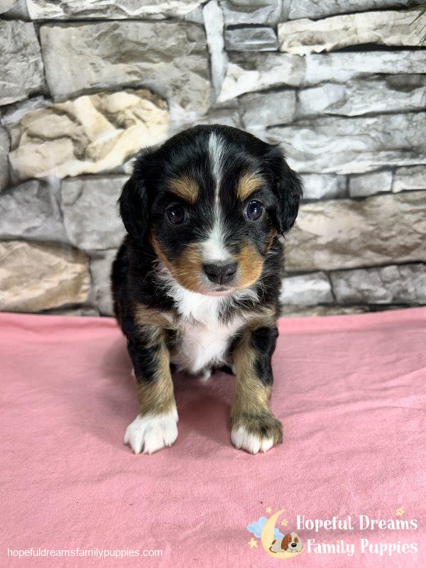 Ms. Fern the Mini-Aussilier - Image 5