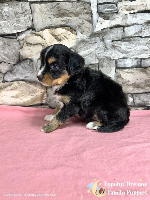 Ms. Fern the Mini-Aussilier - Image 6