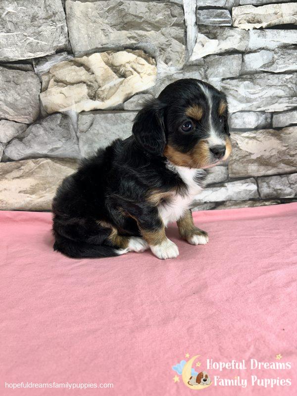Ms. Fern the Mini-Aussilier