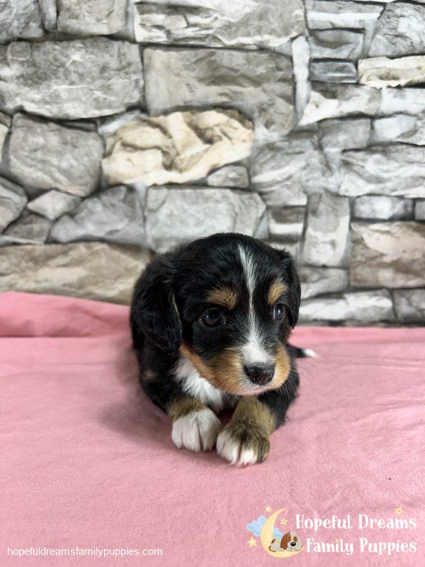 Ms. Fern the Mini-Aussilier - Image 8