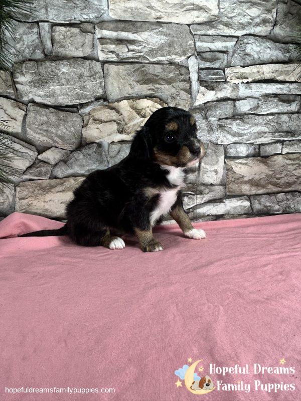 Ms. Feather the Mini-Aussilier - Image 6
