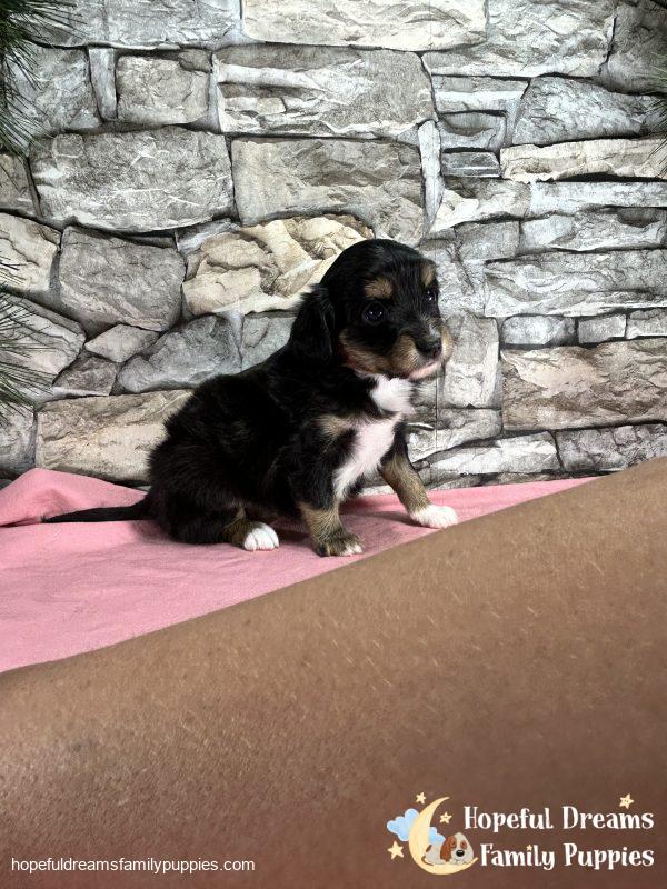 Ms. Feather the Mini-Aussilier - Image 8