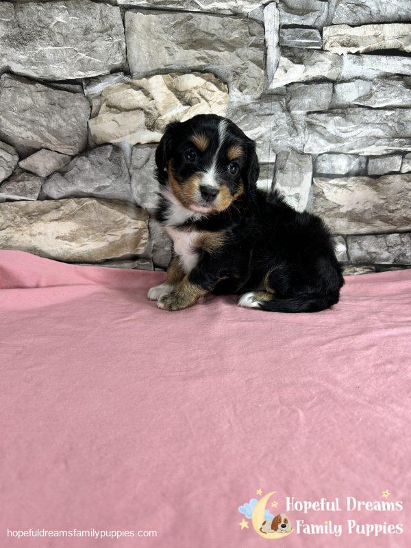 Ms. Florida the Mini-Aussilier