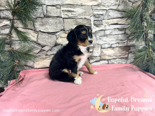 Ms. Fern the Mini-Aussilier - Image 5