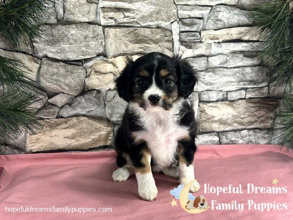 Ms. Floral the Mini-Aussilier