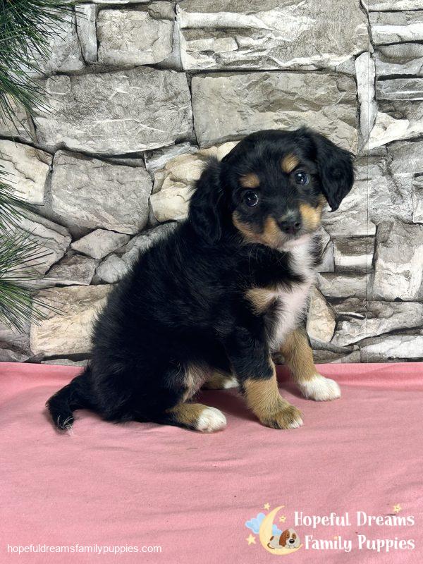 Ms. Feather the Mini-Aussilier