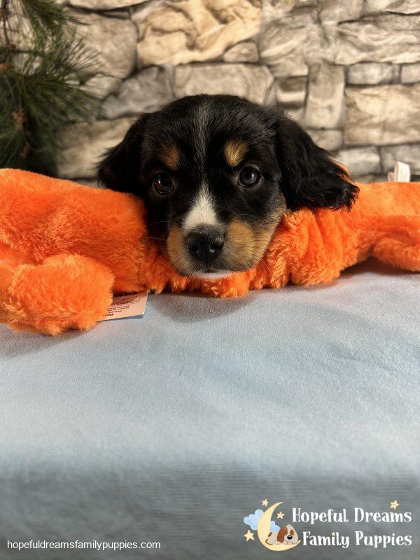 Mr. Flash the Mini-Aussilier