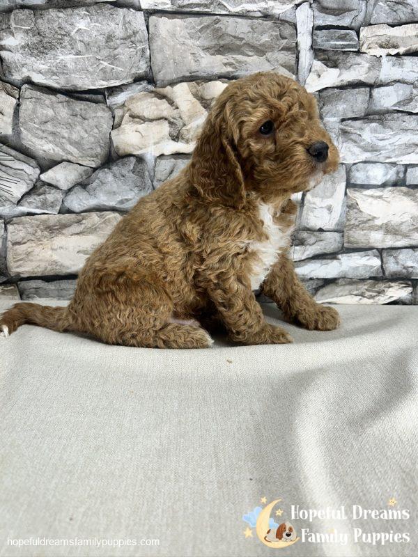 Mr. Kurby the F1B Cockapoo - Image 5