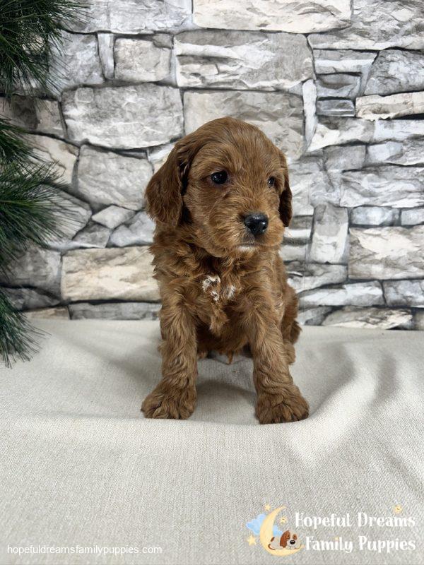 Mr. Kobie the F1B Cockapoo