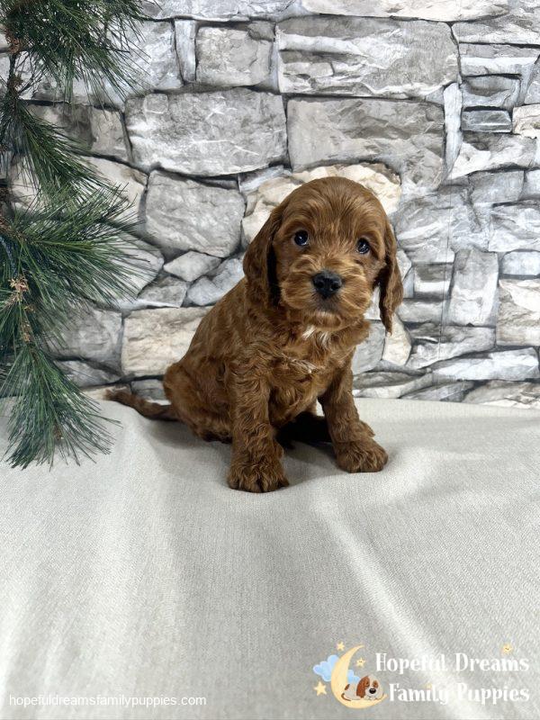 Mr. Kole the F1B Cockapoo - Image 2