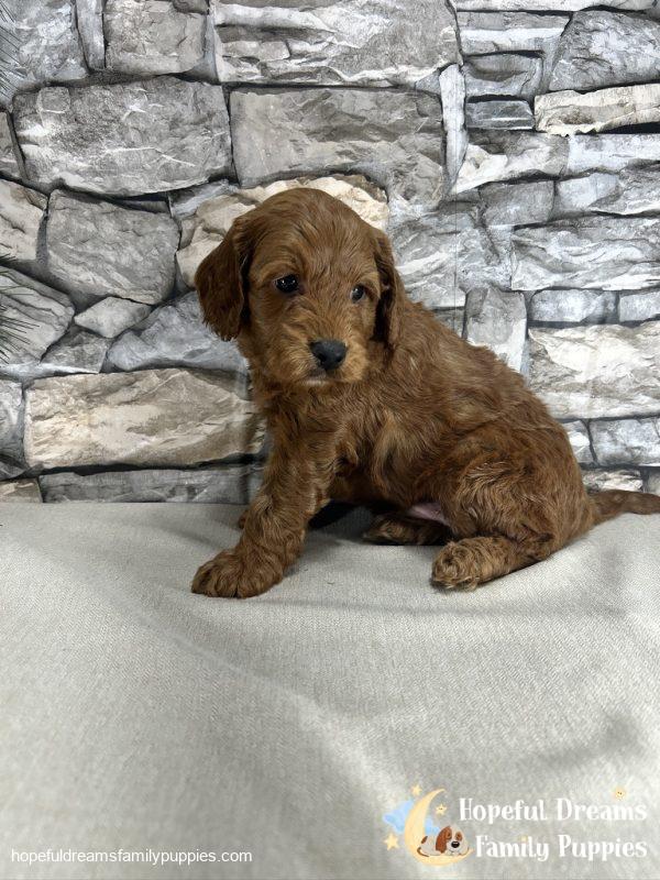 Mr. Kobie the F1B Cockapoo - Image 3