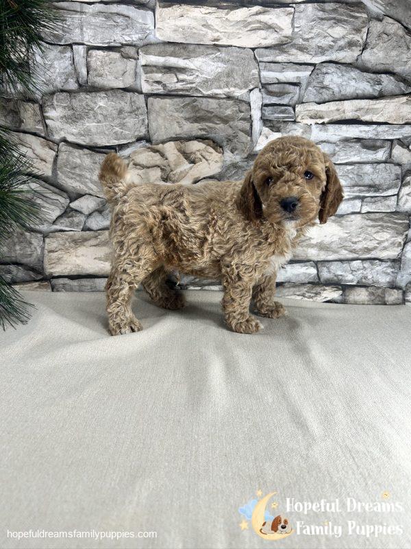 Mr. Kenton the F1B Cockapoo - Image 4