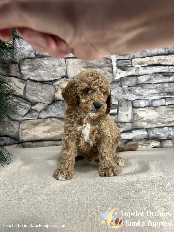 Mr. Kenton the F1B Cockapoo - Image 6