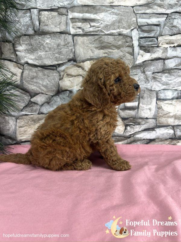 Ms. Kinsie the F1B Cockapoo - Image 6