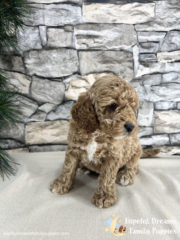 Mr. Kenton the F1B Cockapoo