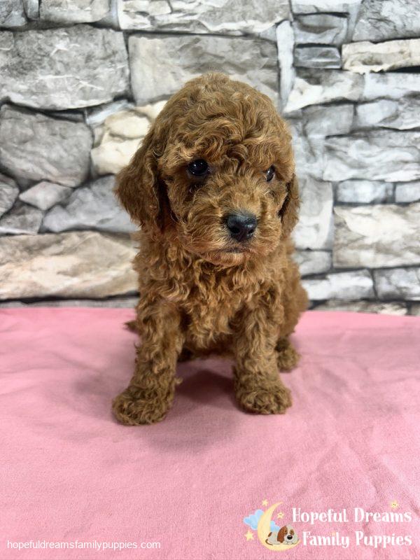 Ms. Kinsie the F1B Cockapoo - Image 5