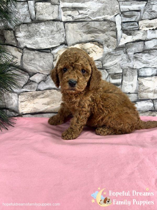 Ms. Kinsie the F1B Cockapoo