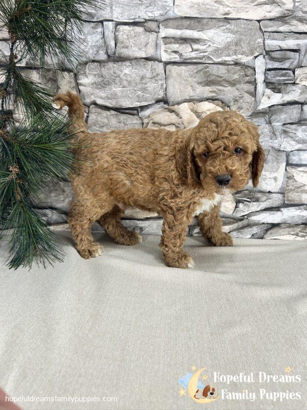 Mr. Kurby the F1B Cockapoo - Image 2