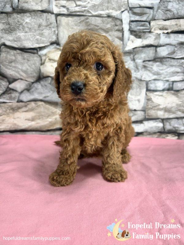 Ms. Kinsie the F1B Cockapoo - Image 4